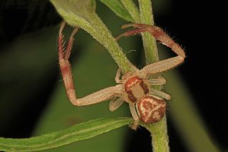 Northern Crab Spider - Mecaphesa asperata, Julie Metz Wetlands, Woodbridge, Virginia - 01.jpg