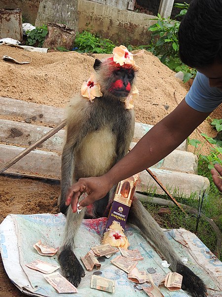 File:Northern Plains Gray Langur death and funeral rituals DSCN7520 (1) 04.jpg