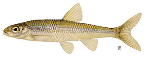 Notropis volucellus.jpg