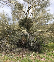 This is a paloverde tree acting as a nurse plant to a saguaro in the Sonoran Desert not far from the Superstition mountains. Nurse plant.jpg