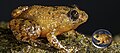 In case you were wondering — yes, there is a category on Wikimedia Commons for frogs on coins.