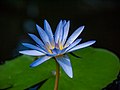 * Nomination Blue Lotus (Nymphaea caerulea) in the Botanical Garden of Hokkaido University in Sapporo --Ermell 05:54, 17 April 2020 (UTC) * Promotion  Support Good quality. --Tournasol7 06:12, 17 April 2020 (UTC)