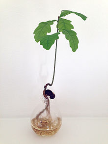 An oak sprout in a glass container