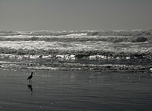 Photo d'une plage et de la mer, un oiseau est sur la plage.