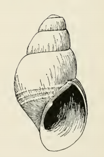 <i>Odostomia septentrionalis</i> species of mollusc