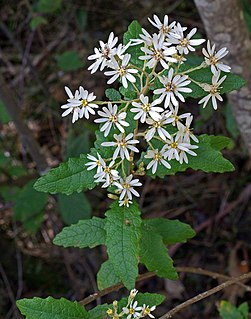 <i>Olearia rugosa</i> Species of flowering plant