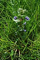 Hondsdraf (Glechoma hederacea)