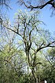 Čeština: Jeden z památných stromů Skupina stromů u tvrze ve Štěměchách, okr. Třebíč. English: One of famous trees Skupina stromů u tvrze in Štěměchy, Třebíč District.