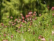 Onobrychis viciifolia