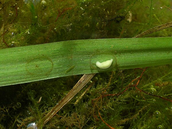 Embryo in jelly capsule