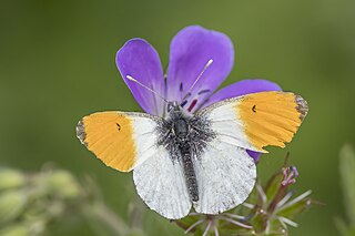 <i>Anthocharis cardamines</i> Species of butterfly in the family Pieridae