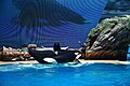 Orca Encounter SanDiego Seaworld 1.jpg
