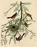 Thumbnail for File:Orchard Oriole (Audubon).jpg