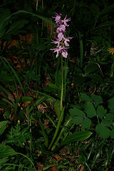 File:Orchis mascula mo3.JPG