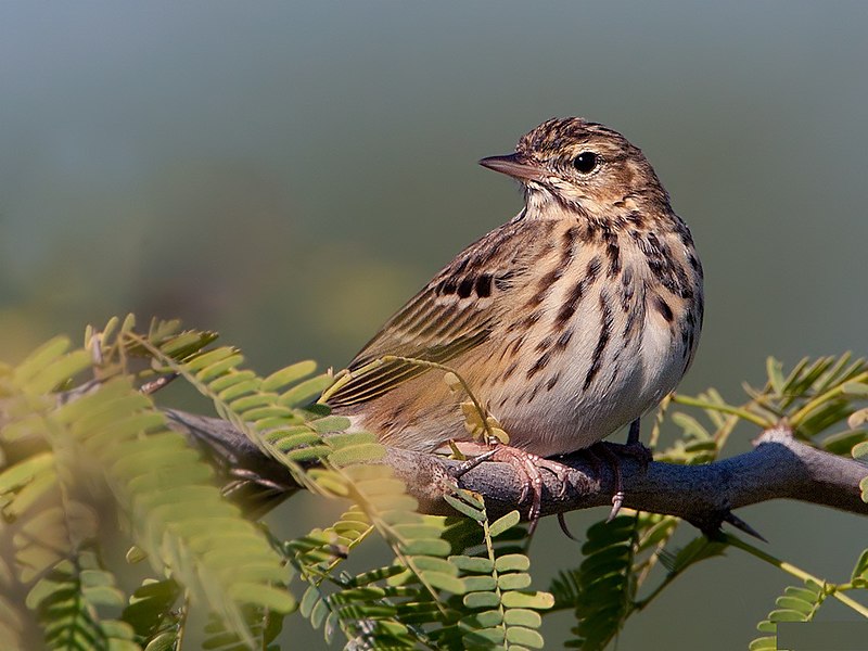 File:Oriental Tree Pipit.jpg