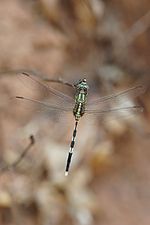 Green marsh hawk Orthetrum sabina