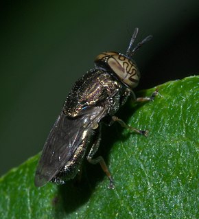 <i>Orthonevra nitida</i> Species of fly