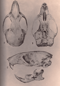 Crâne de l'holotype vu sous différents angles.