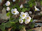 Miniatura para Oxalis acetosella