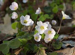 <i>Oxalis acetosella</i> Species of flowering plant in the family Oxalidaceae