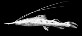 Platystomatichthys