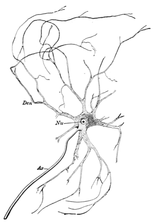 <span class="mw-page-title-main">Motor nerve</span> Nerve located in the central nervous system