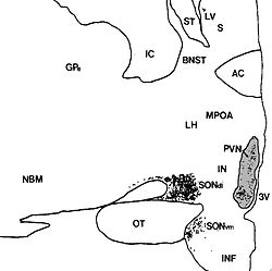 Paraventricular Nucleus Of Hypothalamus