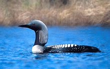 Pacific loon PacificLoon24.jpg