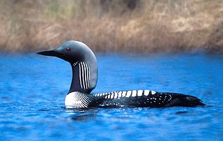 Gaviiformes order of aquatic birds