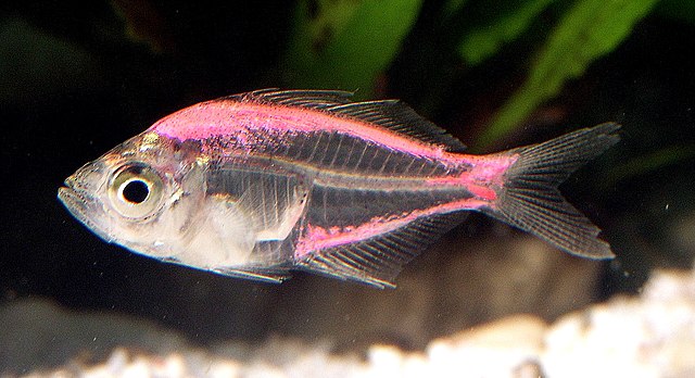 Painted fish - Wikipedia