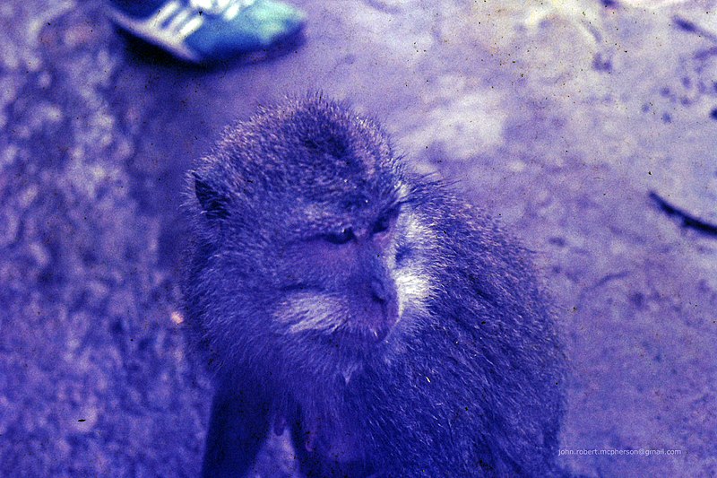 File:Palm Beach Qld Surf Life Saving Club - Monkey Forest, Pura Dalem Agung, Padangtegal, Ubud, Bali, Indonesia 1977 - Photo John McPherson 11-14-2015 52a.jpg