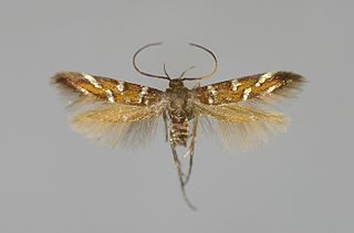 <i>Pancalia schwarzella</i> Species of moth