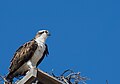 * Nomination Pandion haliaetus (Osprey) in Puerto Aldolfo López Mateos, Baja California Sur, México --Cvmontuy 14:19, 13 February 2017 (UTC) * Decline not very sharp.Charlesjsharp 23:09, 13 February 2017 (UTC)