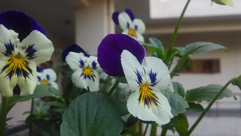 File:Pansy,Panola Purple Face Flowers.jpg