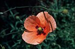 Vorschaubild für Saat-Mohn