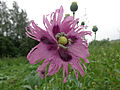 Papaver somniferum (ru:Мак опийный, или мак снотворный) (en:Opium poppy) (de:Schlafmohn) (lv:Miega magone jeb opija magone)