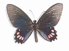 Parides panthonus (کرامر ، 1780) مرد. JPG