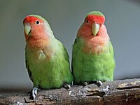 Lovebird, Peach-faced Agapornis roseicollis