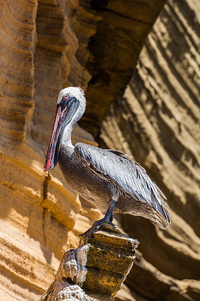 Американский бурый пеликан (Pelecanus occidentalis) на острове Сан-Кристобаль, Галапагосские острова