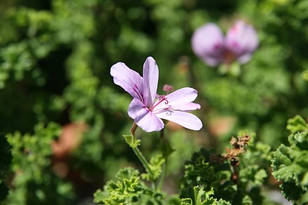 Пеларгония цаца. Пеларгония crispum. Пеларгония crispum variegatum. P. crispum пеларгония. Пеларгония курчавая (Pelargonium crispum).