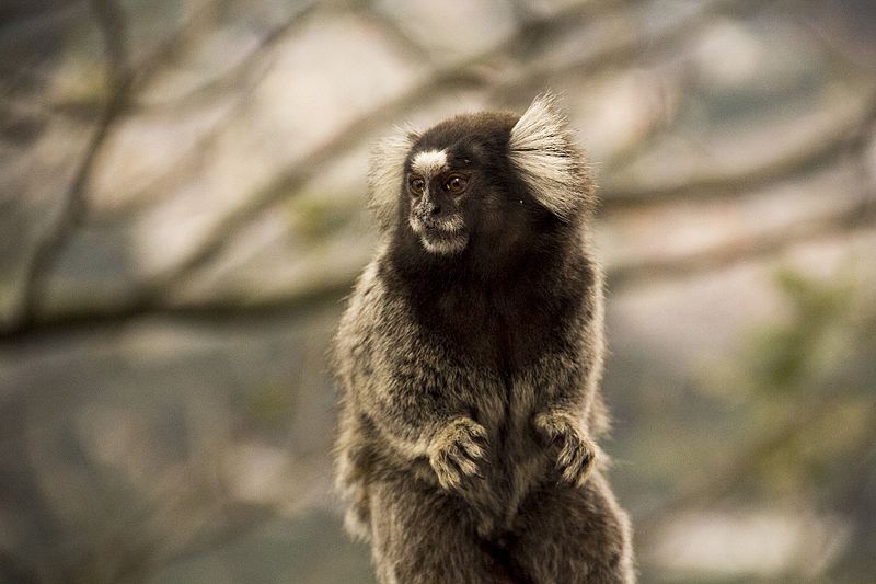 File:Pequeno Sagui.jpg