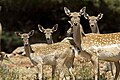العربية: قطيع من إناث الأيل الأسمر الفارسي في الجليل English: A herd of female Persian fallow deer in Galilee