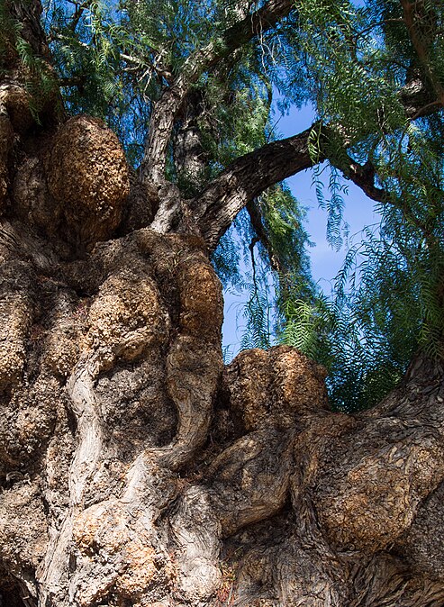 Peruvian pepper tree, Balboa Park, 2016-10