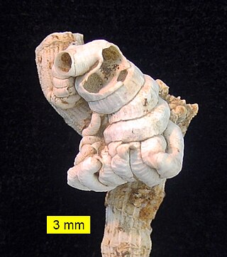 <span class="mw-page-title-main">Petaloconchus intortus</span> Species of gastropod