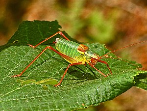 Phaneropterinae - Barbitistes obtusus.  (male) .JPG