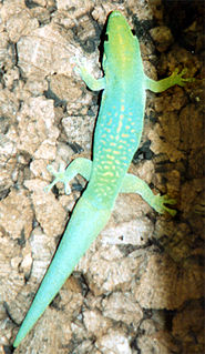 <i>Phelsuma v-nigra</i> Species of lizard