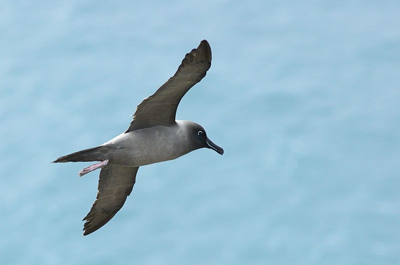 File:Phoebetria palpebrata - Flying - Bottom side.jpg