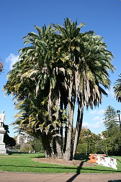 Phoenix Reclinata: Descripción, Usos, Taxonomía