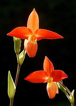 Phragmipedium besseae Orchi 2012-10-17.001. jpg