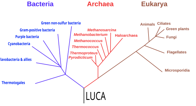 phylogenetic tree of life